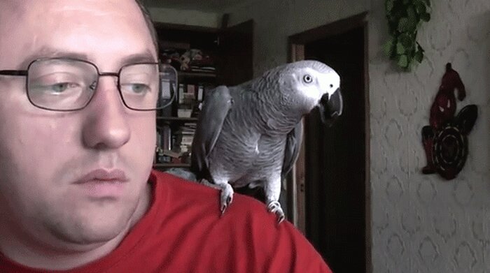 Говорливый попугай (видео)