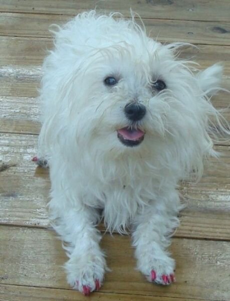 Собачий маникюр (27 фото)