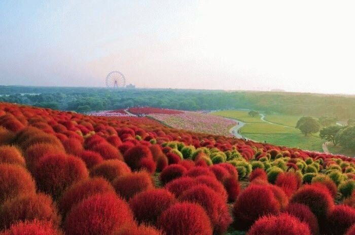 Рассветная страна цветов «Hitachi Seaside Park» (27 фото)