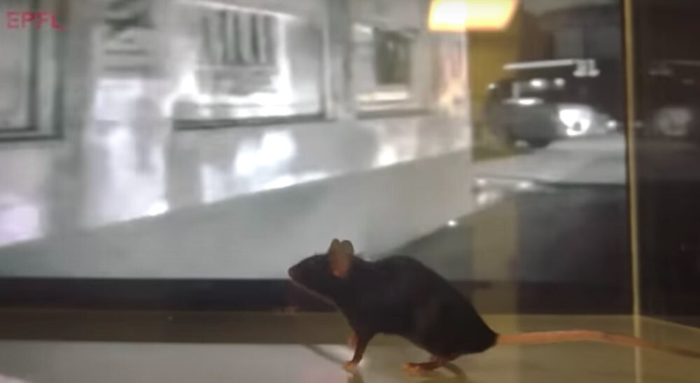 Ученые декодировали сигналы мозга мыши и смогли увидеть мир её глазами (2 фото + видео)