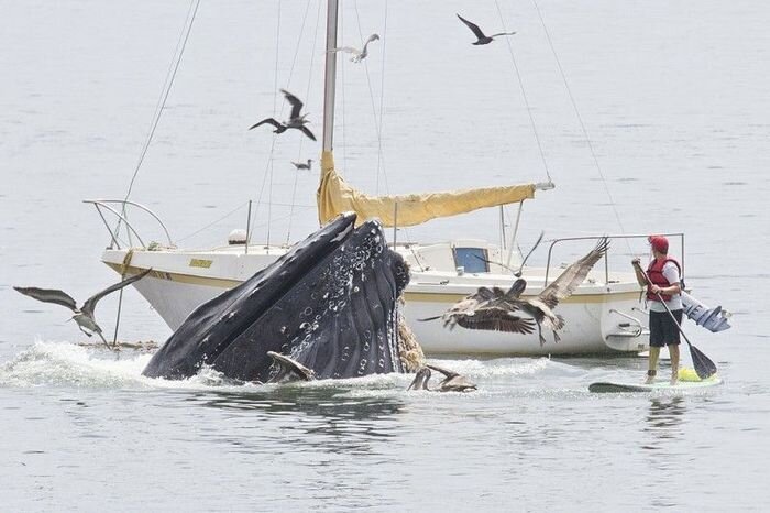 Горбатые киты у побережья Калифорнии (5 фото)