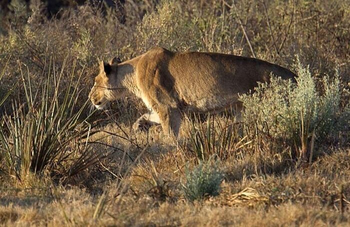 Чудом вырвалась из лап львицы (6 фото)