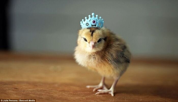 Цыплята в шляпах...  (10 фото)