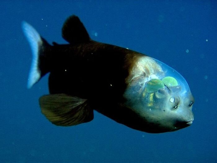 Рыбка с прозрачной головой (5 фото)