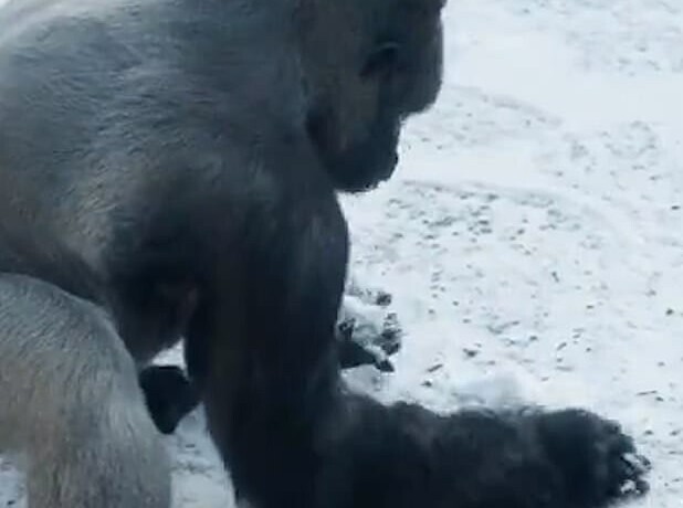 Фото gorilla персик