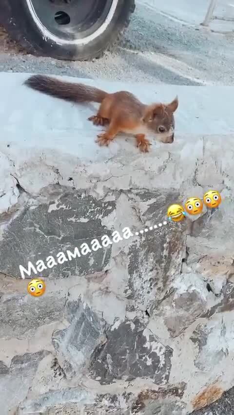 Зенковский парк белки. Что ест белка. Белок в моче таблетки. Парк с белочками. Как избавиться от белочки.