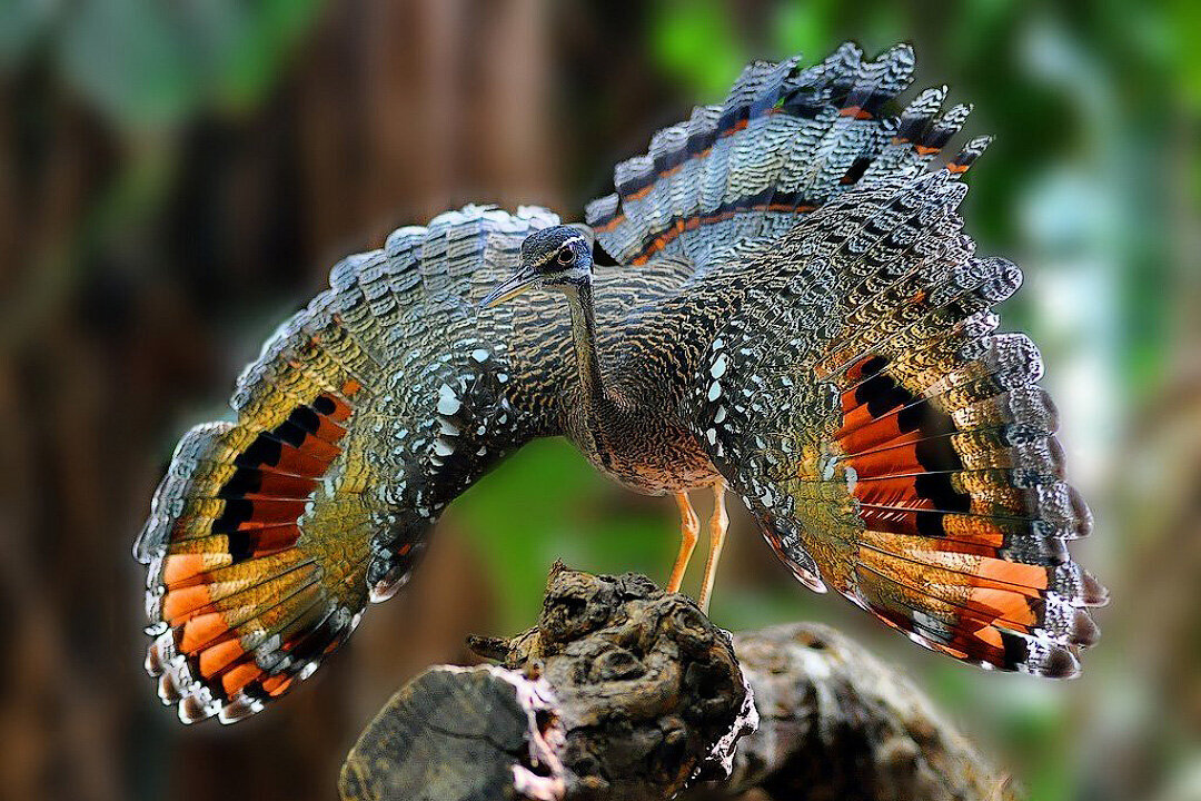 Удивительные красивые животные. Королевский венценосный мухоед. Амазонский венценосный мухоед. Солнечная цапля (Eurypyga Helias). Амазонский венценосный мухоед гнездо.