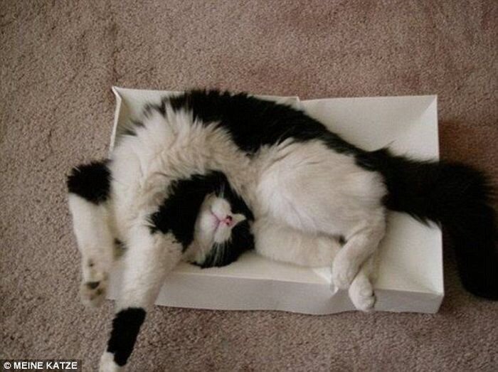Спящие котики... (14 фото)