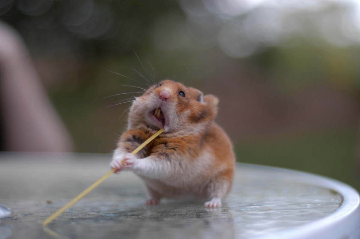 Hamster universe. Смешные хомяки. Хомяк прикольный. Прикольные хомячки. Смешные хомячки фото.