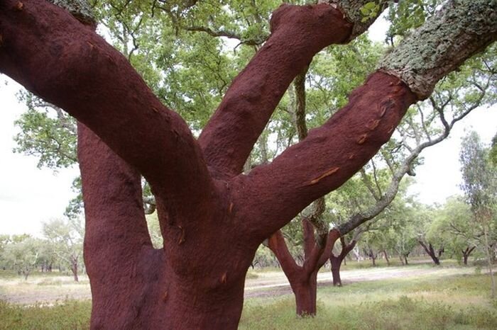 Как производят пробки для бутылок вина (22 фото)