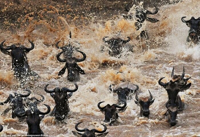 Миграция антилоп гну (4 фото)
