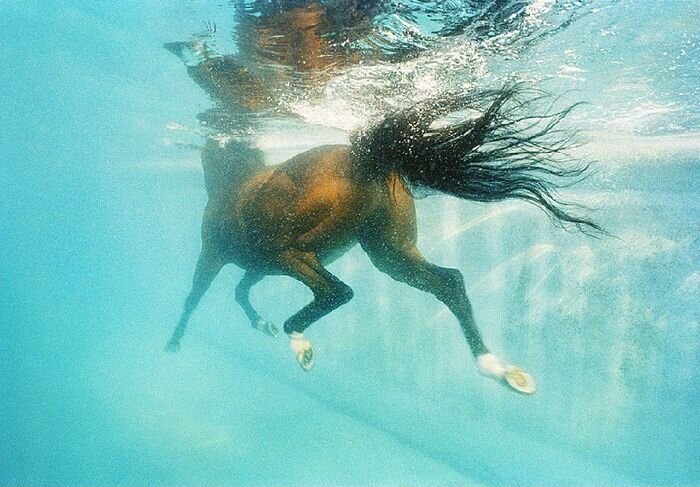 Серия фотографий «Equus» (13 фото)