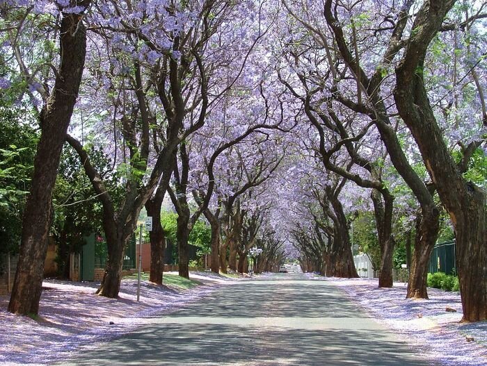 Пурпурный тоннель в Йоханнесбурге (9 фото)