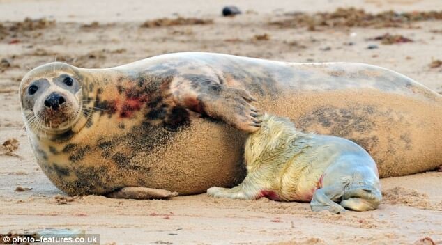 Только родился (8 фото)