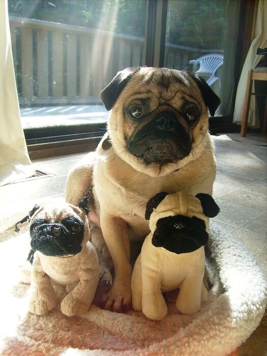 Животные с мягкими игрушками (19 фото)