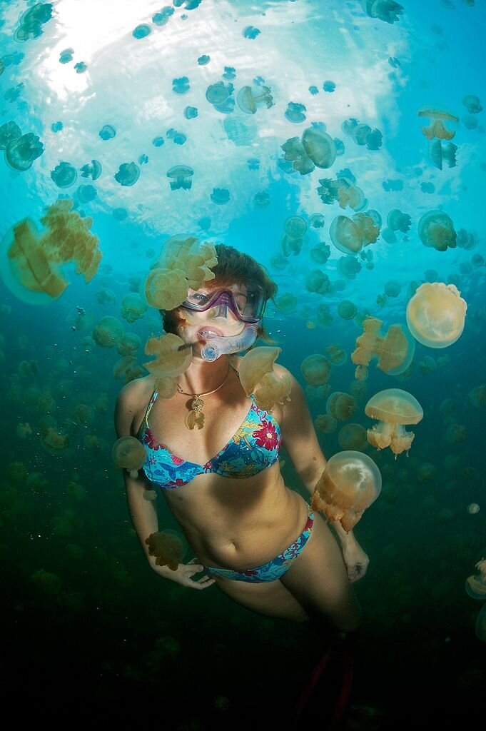  Palau. JellyFish Lake. (3 фото)