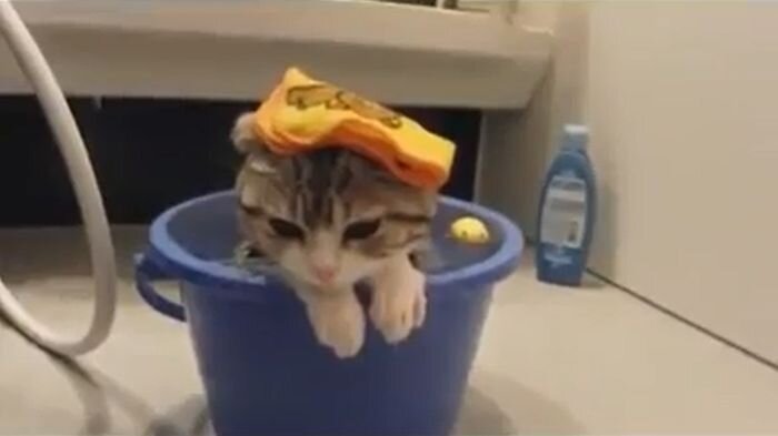 Водные кото-процедуры (видео)