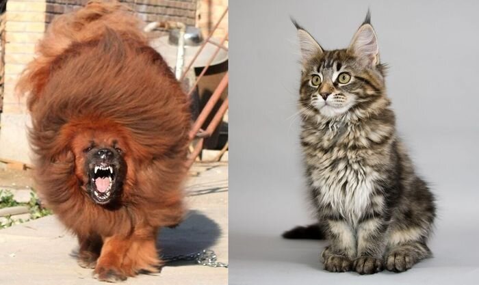 Самая дорогая собака и самая большая кошка в мире (32 фото)
