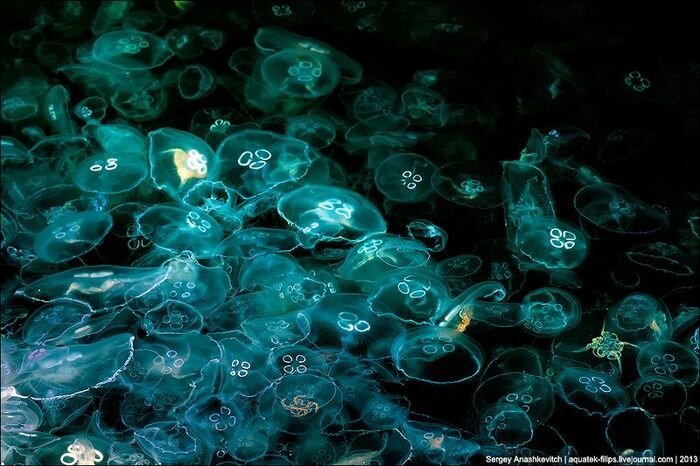 Нашествие медуз (18 фото)