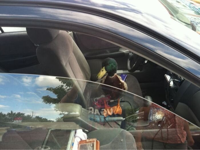 Странные снимки (44 фото)