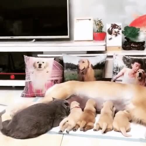 Наглость - второе счастье 