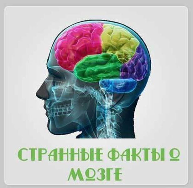 Факты о мозге (15 фото)