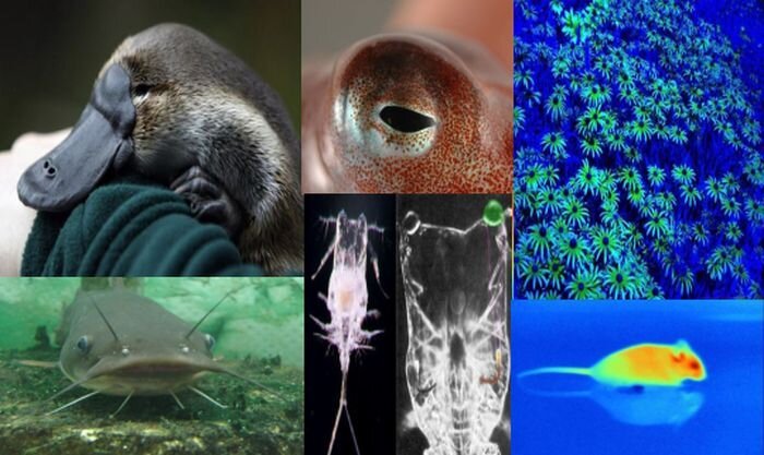 Необычные органы чувств представителей мира фауны (10 фото)