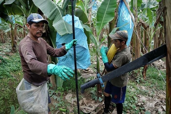 Как собирают и выращивают бананы (15 фото)
