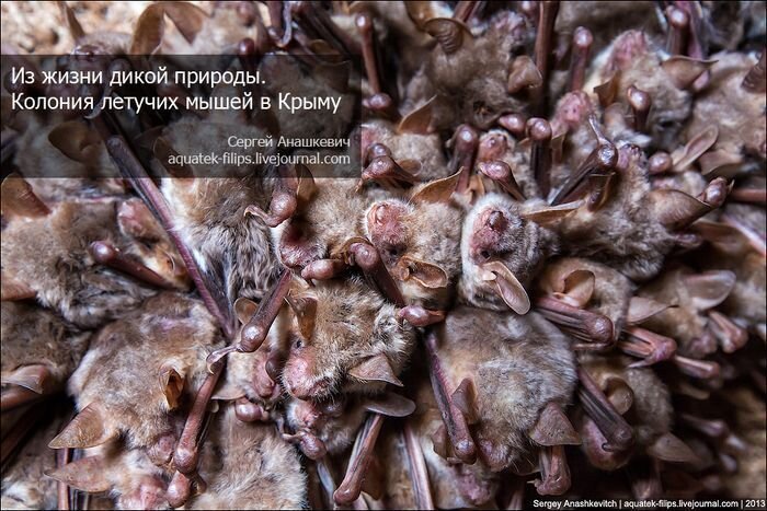 Колония летучих мышей в Крыму (10 фото+текст)