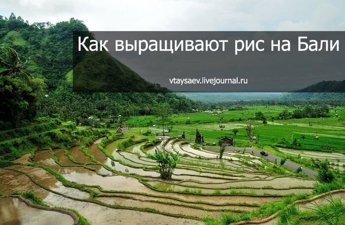 Как выращивают рис на Бали (19 фото)