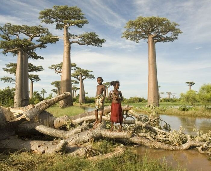 Универсальное африканское дерево баобаб (14 фото)