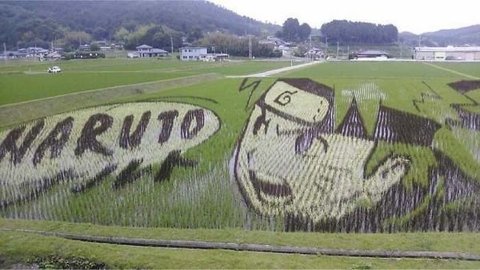 Аниме на рисовых полях Японии (9 фото)