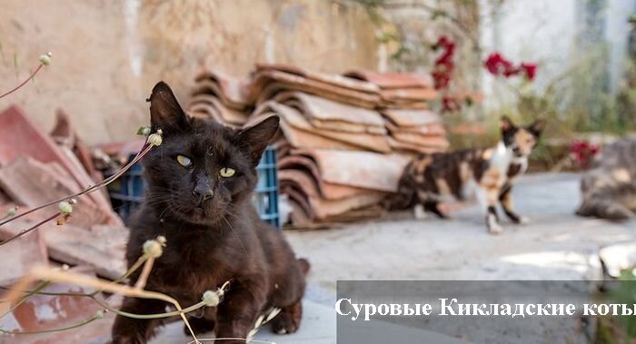Суровые Кикладские коты (26 фото)