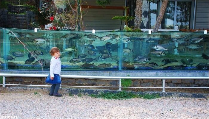 Забор в виде аквариума (4 фото+видео)