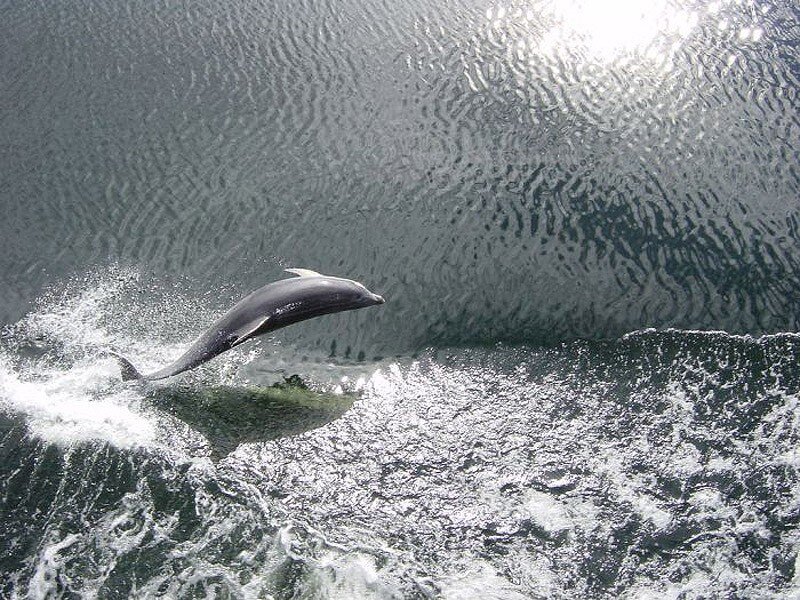 Удивительные факты о дельфинах (20 фото)