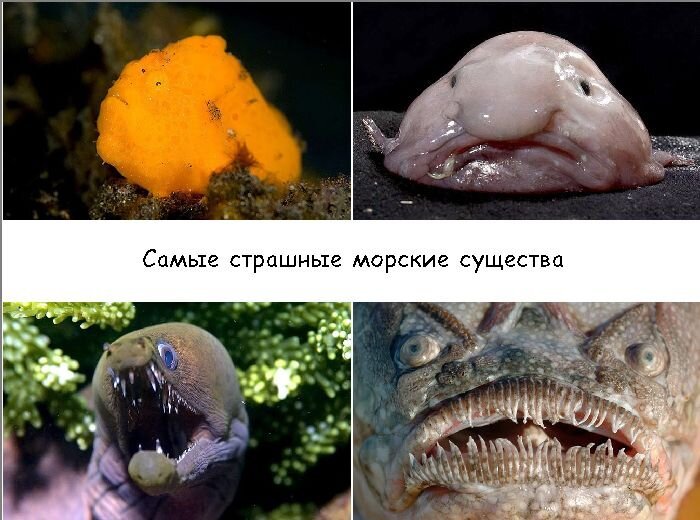 Самые страшные морские существа (11 фото)