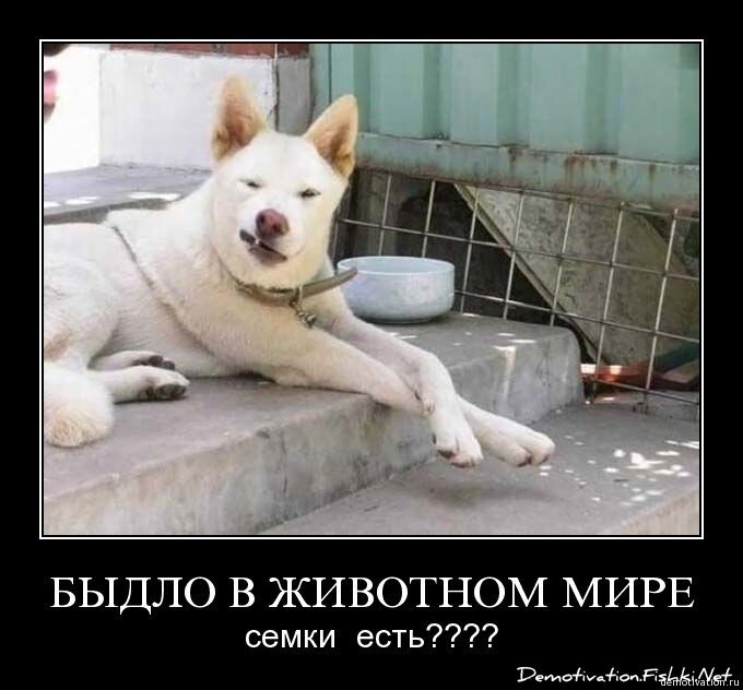 Смешной демотиватор от zubrilov за 05.02.2009 №54274