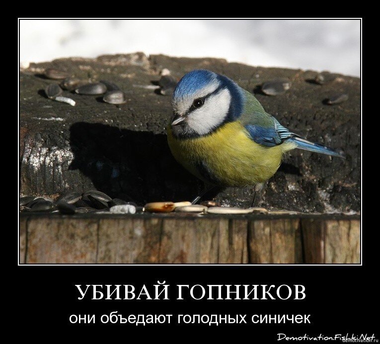 Смешной демотиватор от zubrilov за 05.02.2009 №54299