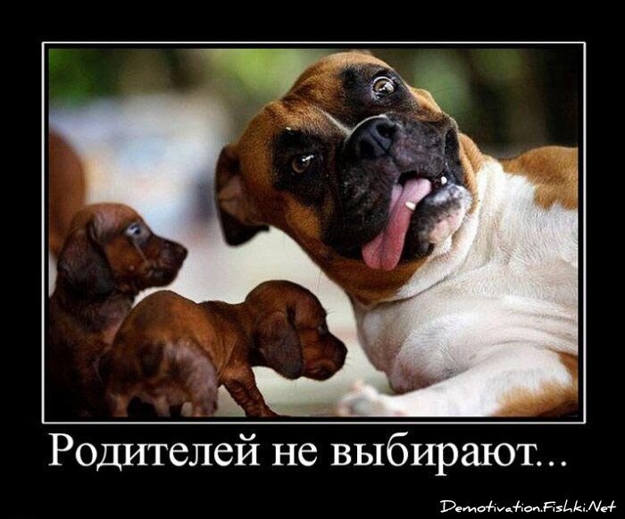 Смешной демотиватор от zubrilov за 15.06.2010 №54483