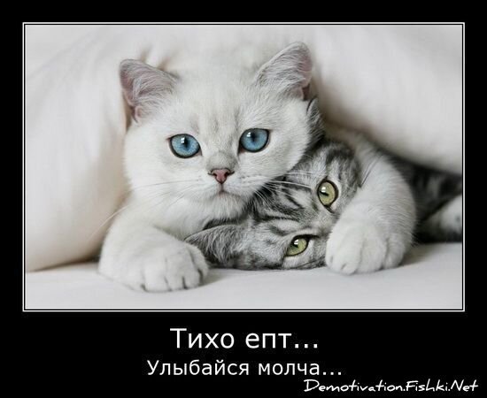 Демотиватор