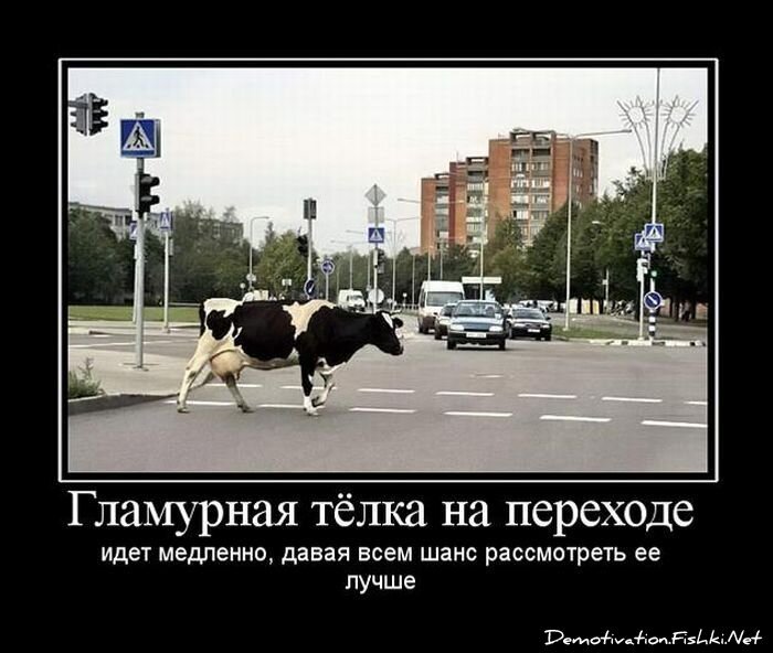 Смешной демотиватор от zubrilov за 15.06.2010 №54774