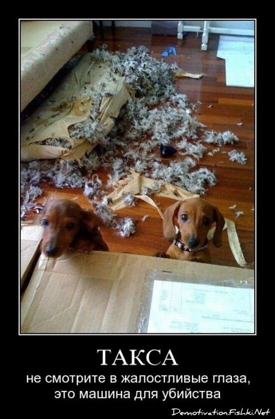 Смешной демотиватор от zubrilov за 15.06.2010 №54843