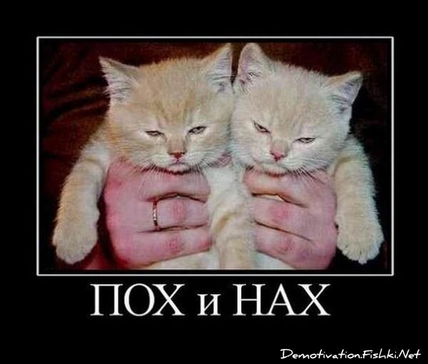 Демотиватор