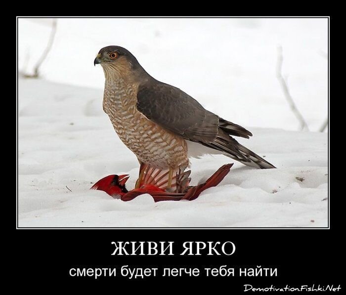 Смешной демотиватор от zubrilov за 15.06.2010 №55032