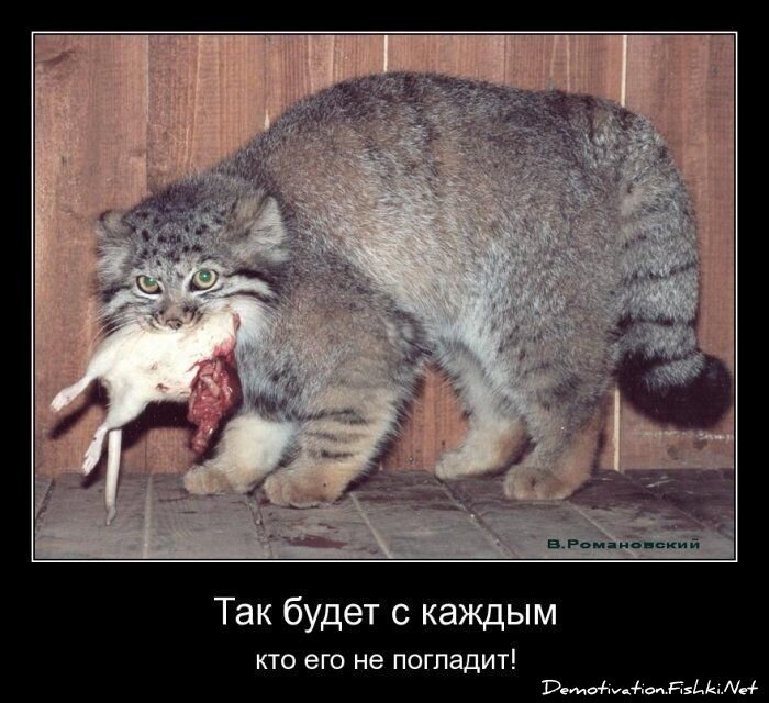 Смешной демотиватор от zubrilov за 15.06.2010 №55098