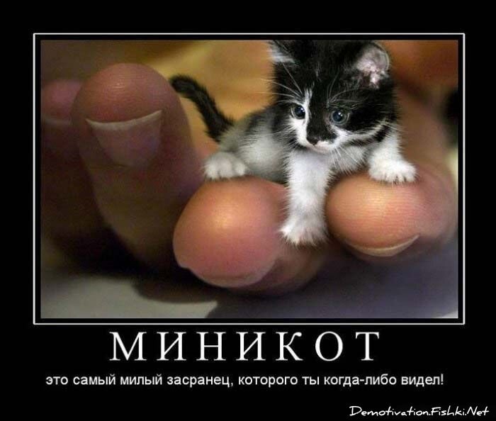 Демотиватор