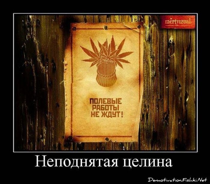 Демотиватор