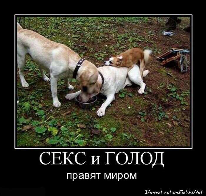 Демотиватор