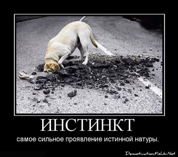 Демотиватор