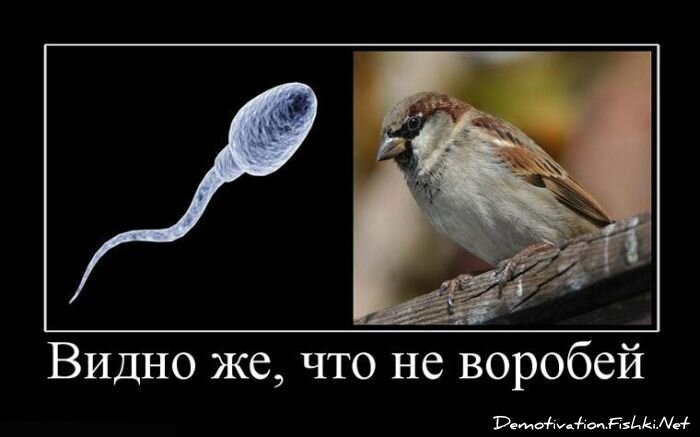 Смешной демотиватор от zubrilov за 15.06.2010 №55683